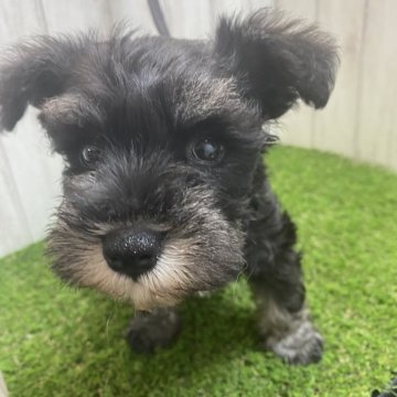 ミニチュアシュナウザー【福岡県・女の子・2024年5月14日・ブラックシルバー】の写真「おっとりしたハニカミちゃん」