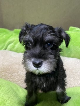 ミニチュアシュナウザー【福岡県・女の子・2021年9月21日・ブラックシルバー】の写真「小柄の美人ちゃん💕」