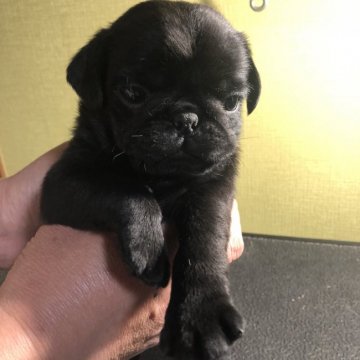 パグ【福岡県・男の子・2020年3月3日・ブラック】の写真「しっかりさんだけど癒し系」