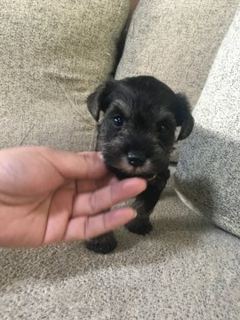 ミニチュアシュナウザー【福岡県・男の子・2020年10月26日・ソルトアンドペッパー】の写真「骨格の良いおっとり君」