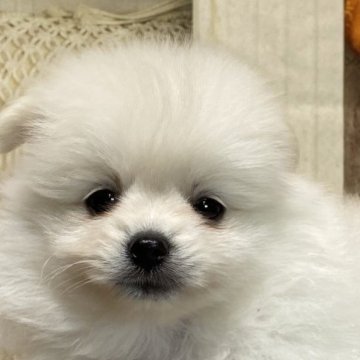 ポメラニアン【福岡県・男の子・2023年8月10日・クリーム】の写真「穏やかな優しい子」