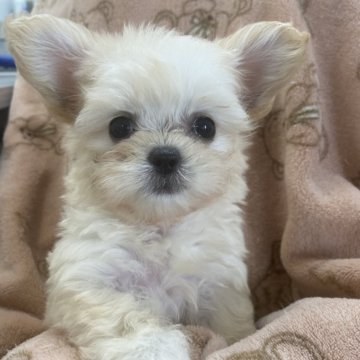 マルプー(マルチーズ×トイプードル)【福岡県・女の子・2024年6月11日・クリーム】の写真「ティカップサイズの可愛い子😍」