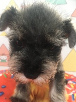 ミニチュアシュナウザー【福岡県・男の子・2018年11月5日・ソルトアンドペッパー】の写真「小ぶりですがしっかり者のハンサム君です」