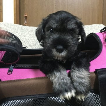 ミニチュアシュナウザー【福岡県・男の子・2020年7月21日・ソルトアンドペッパー】の写真「カッコいいシュナくんです」