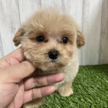 ミックス(マルプー)【福岡県・男の子・2022年10月7日・クリーム】の写真「可愛いマルプー君💕」