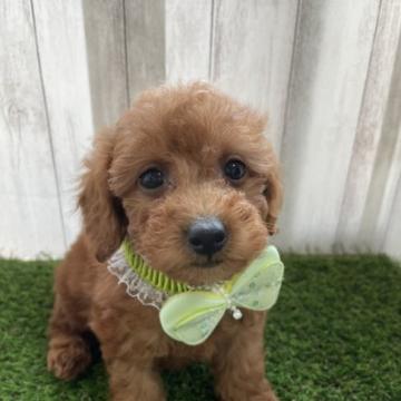 トイプードル(タイニー)【福岡県・男の子・2022年6月28日・レッド】の写真「愛嬌たっぷり可愛いプーちゃん💕」