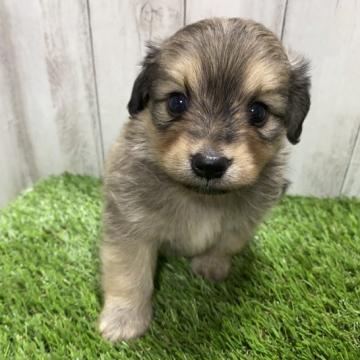 ミックス(ポメラニアンXダックス)【福岡県・男の子・2022年8月24日・シェーデッドイエロー】の写真「オンリーワンの可愛い子💕」