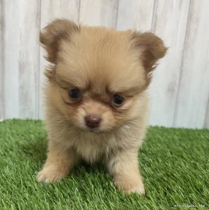 ID：2211-00386の子犬