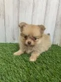 ミックス(ポメラニアン✖️チワワ)【福岡県・女の子・2022年9月22日・クリーム】の写真2