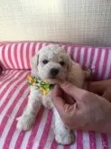 トイプードル(トイ)【福岡県・男の子・2018年7月27日・クリーム】の写真2
