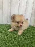ミックス(ポメラニアン✖️チワワ)【福岡県・女の子・2022年9月22日・クリーム】の写真3