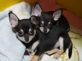 チワワ(スムース)【奈良県・男の子・2024年9月26日・ブラック&タン】の写真6「兄弟と一緒に🐶🐶右側の仔です。」