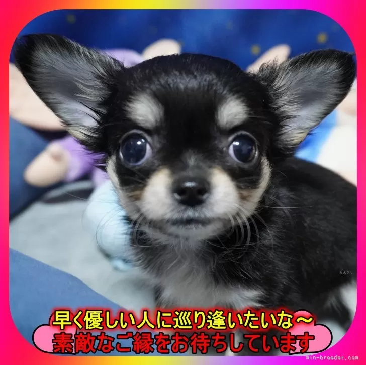 ID:2412-03160の子犬