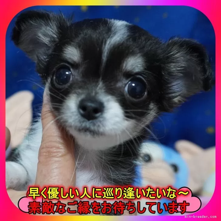 ID:2412-03162の子犬