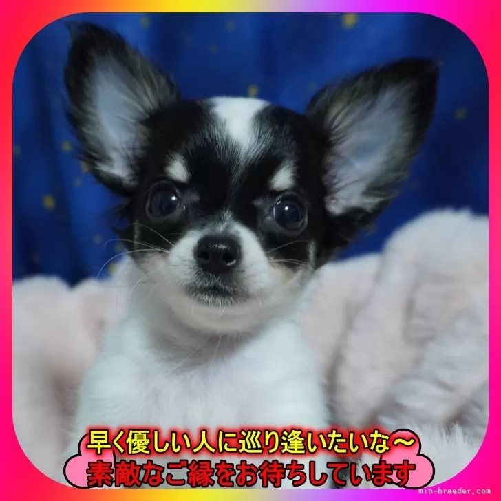 チワワ(ロング)【奈良県・男の子・2025年8月10日・ホワイト&amp;ブラックタン(トライカラー)】の写真1