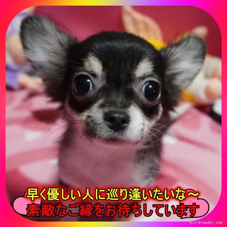 ID:2408-05202の子犬