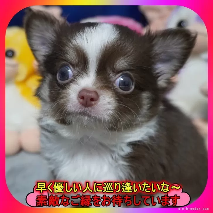 ID:2507-05011の子犬