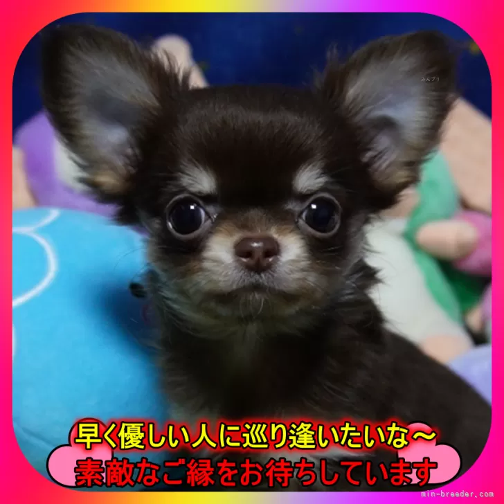 N.Ｉ 様のお迎えした子犬