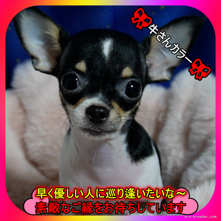 ブリーダー画像