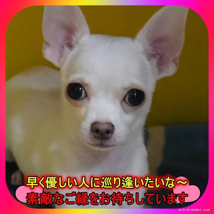 M.O 様のお迎えした子犬