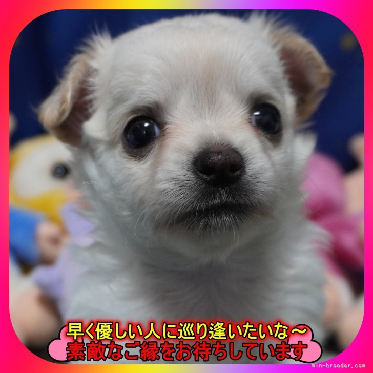 ブリーダー画像