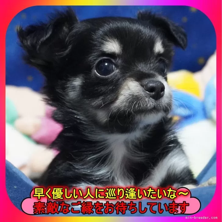 チワワ(ロング)【奈良県・男の子・2024年12月23日・ブラックタン&amp;ホワイト】の写真1