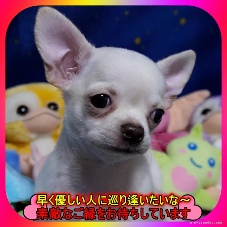 ID：2509-06096の子犬
