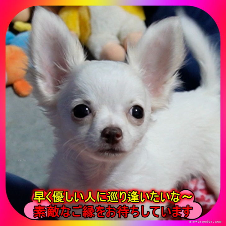 ブリーダー画像