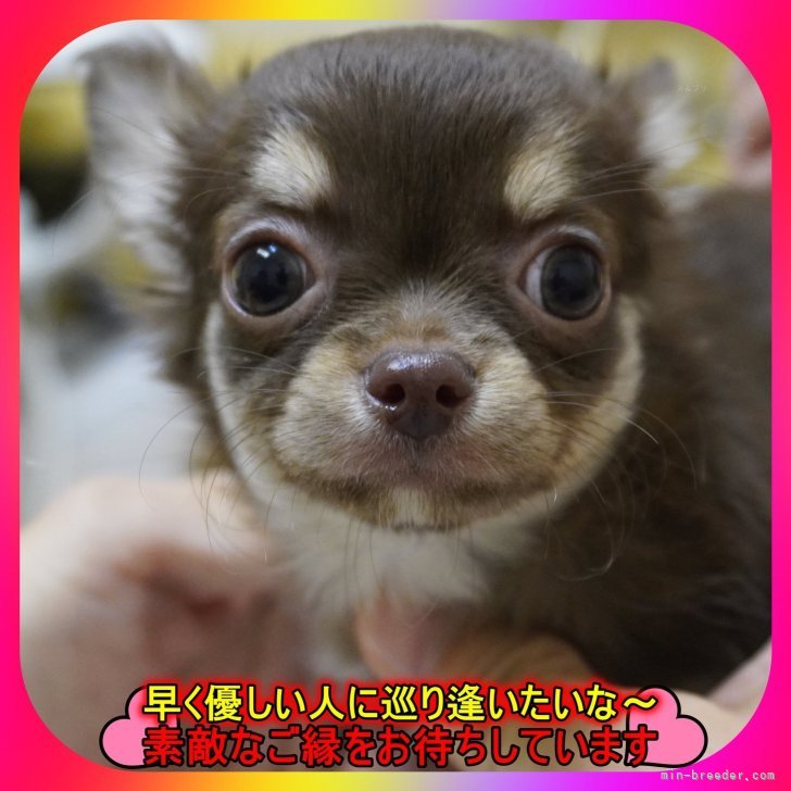 ブリーダー画像