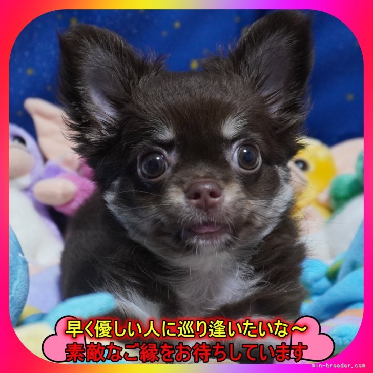 ブリーダー画像