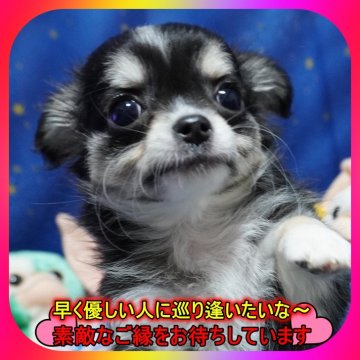 チワワ(ロング)【奈良県・男の子・2024年11月26日・ブラックタン&ホワイト】の写真「🌸両親PRAクリア・とても元気な可愛い男の子🌸」