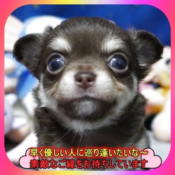 チワワ(ロング)【奈良県・女の子・2025年2月19日・チョコ&タン】の写真「🎀両親PRAクリア♪毛量抜群の女の子🎀」