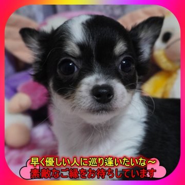 チワワ(ロング)【奈良県・男の子・2025年9月27日・ブラックタン&ホワイト】の写真「🎀両親PRAクリア💖とっても可愛く成長中💖」