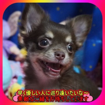 チワワ(ロング)【奈良県・女の子・2025年6月14日・チョコ&タン】の写真「🎀両親PRAクリア💖8/8動画アップ⤴⤴💖」