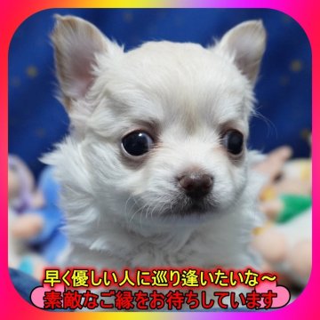 チワワ(ロング)【奈良県・男の子・2025年2月19日・クリーム】の写真「🎀両親PRAクリア🎀毛量抜群の男の子🎀」