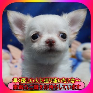 チワワ(ロング)【奈良県・男の子・2025年1月26日・クリーム】の写真「💖両親PRAクリア・小さくても元気いっぱい💖」