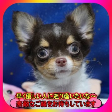 チワワ(ロング)【奈良県・女の子・2025年2月27日・チョコタン&ホワイト】の写真「🎀両親PRAクリア🎀可愛い甘えたさん🎀」