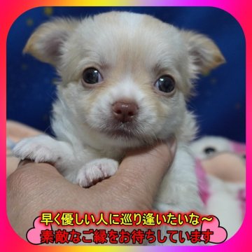 チワワ(ロング)【奈良県・女の子・2025年6月21日・クリーム】の写真「🎀両親PRAクリア💖とっても可愛い3姉妹💖」