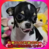 チワワ(スムース)