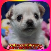 チワワ(ロング)