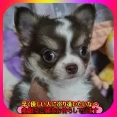 チワワ(ロング)【奈良県・男の子・2025年9月27日・チョコタン&ホワイト】の写真1