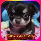 チワワ(ロング)