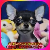 チワワ(スムース)