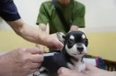 チワワ(スムース)【奈良県・男の子・2025年7月25日・ブラックタン&ホワイト】の写真12「6種混合ワクチン接種💉」