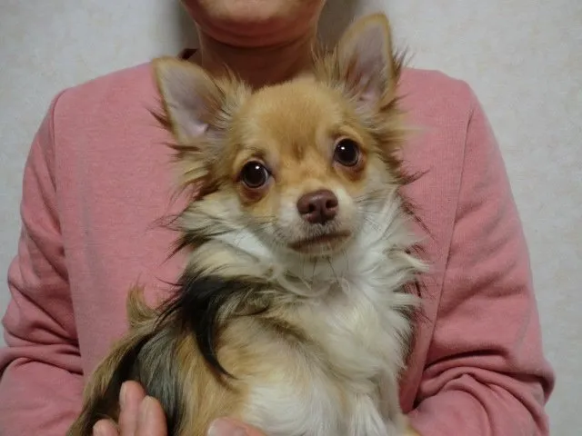 ジュンコママ 様のお迎えした子犬