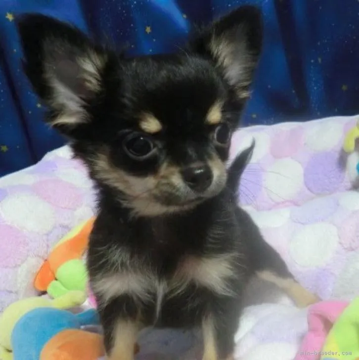 ID:2210-01423の子犬