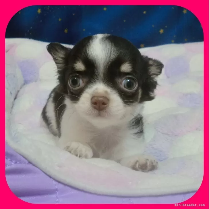 ID：2402-02878の子犬