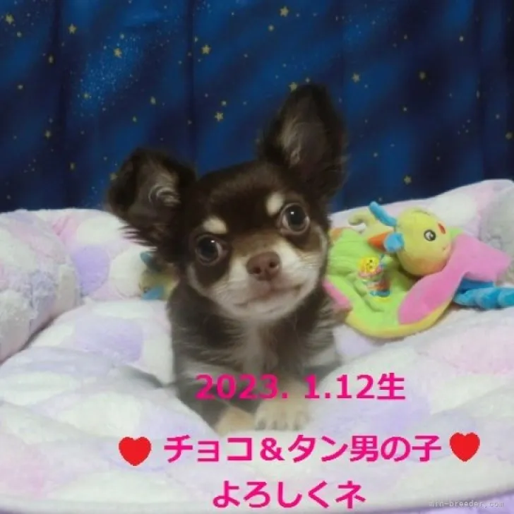 ID：2302-01675の子犬