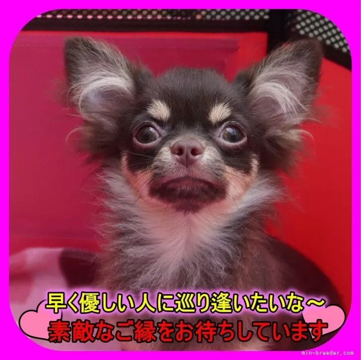 ID：2312-05675の子犬