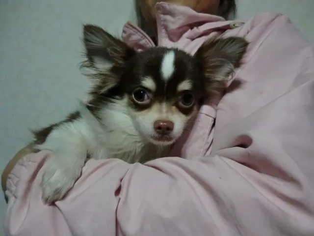 ID:1308-01142の子犬